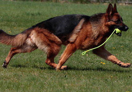 Breeding Female - Kona vom Mittelwest II