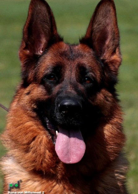 Breeding Female - Kona vom Mittelwest II