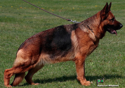 Breeding Female - Rayna vom Mittelwest 1