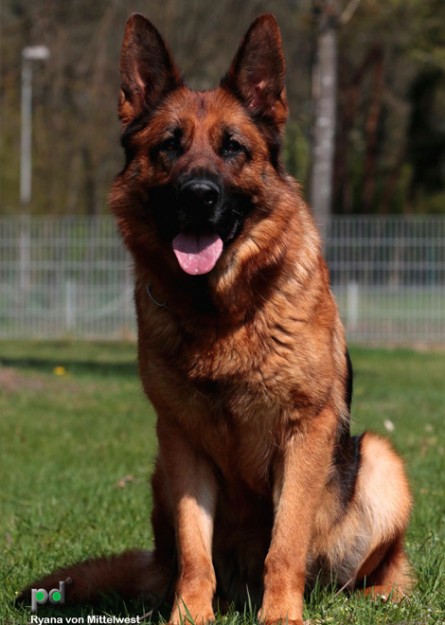 Breeding Female - Rayna vom Mittelwest 3