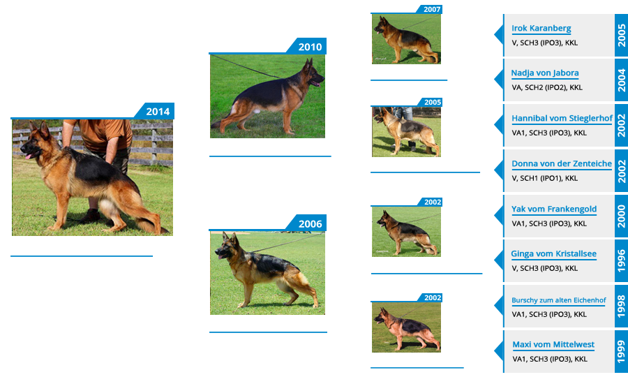 Breeding Females - V Apple vom Mittelwest II - Pedigree