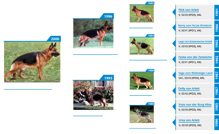 Pedigree For - VA1 Bella vom Mittelwest II - Pedigree