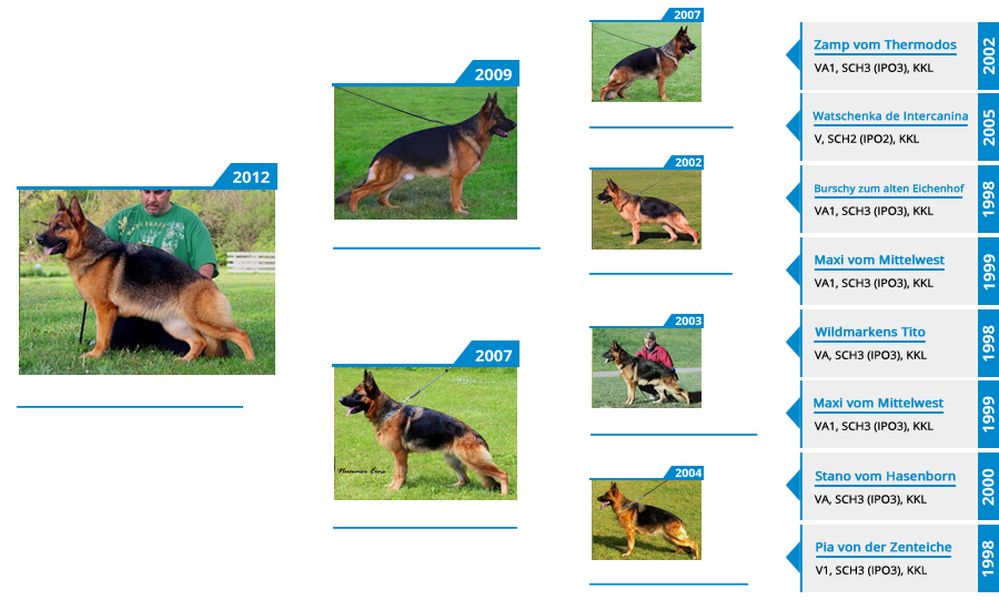 Breeding Females - V Carmin vom Mittelwest - Pedigree