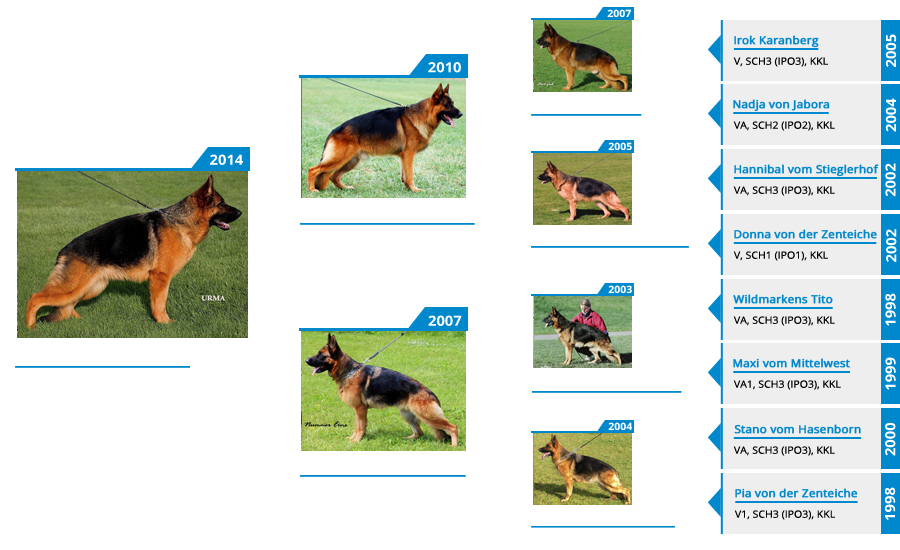 Breeding Females - V Etsy vom Mittelwest - Pedigree