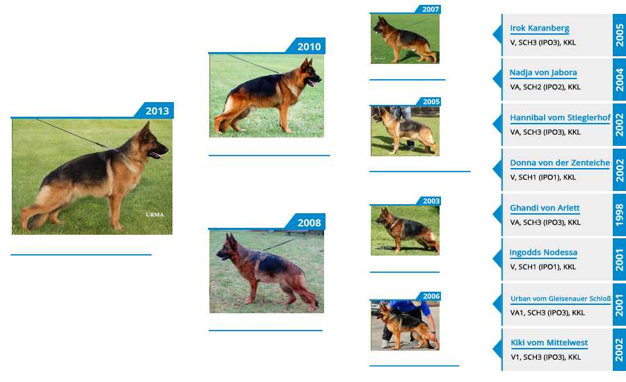Breeding Females - V Maggie vom Mittelwest - Pedigree