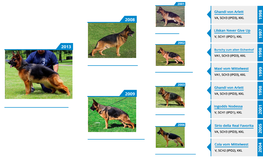 Breeding Females - V Nashville vom Mittelwest - Pedigree