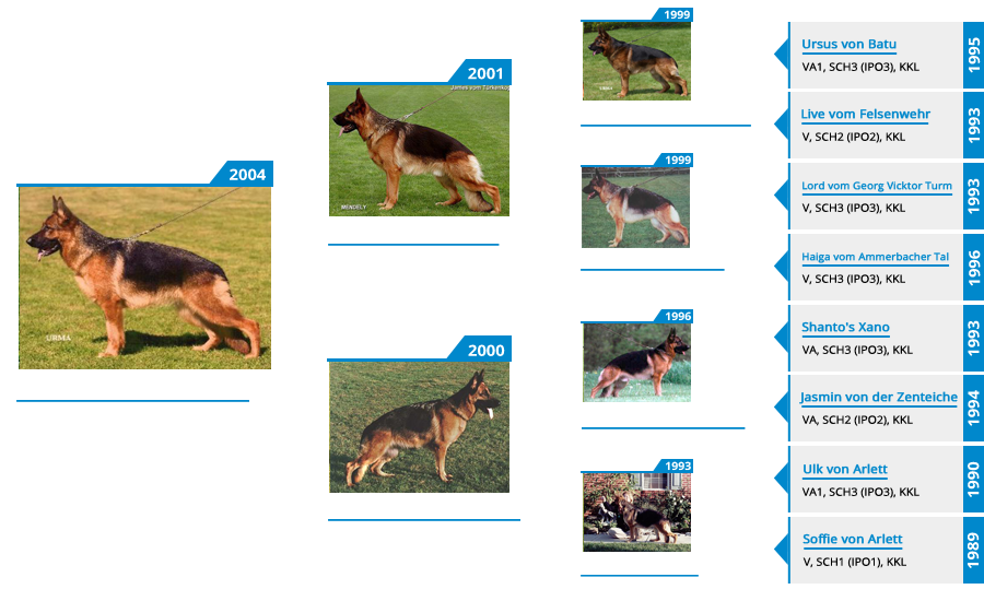 Pedigree For - VA (2X) Natasha vom Mittelwest - Pedigree