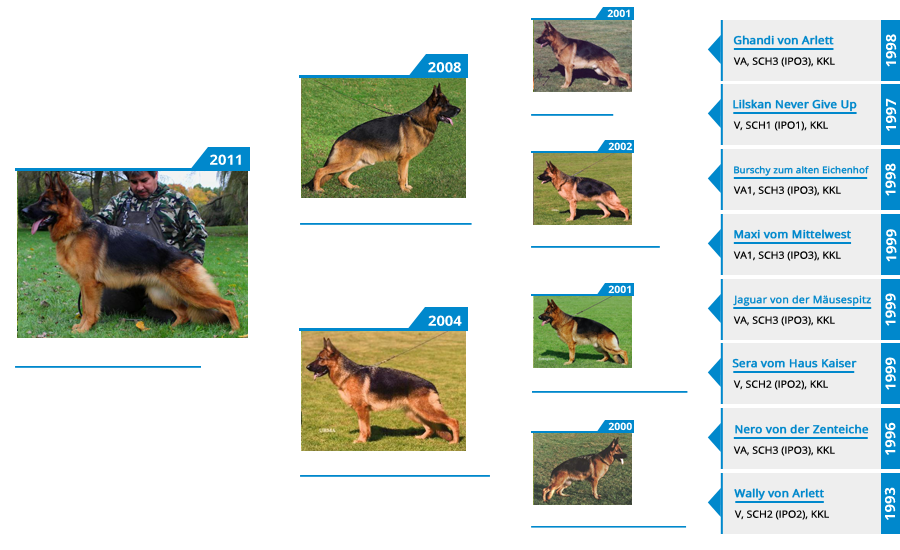Breeding Females - V Philly vom Mittelwest - Pedigree