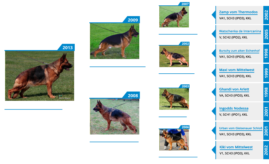 Pedigree For - V Rayna vom Mittelwest - Pedigree