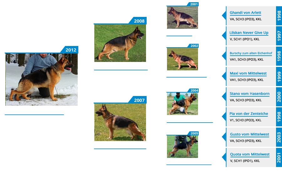 Breeding Females - V Tessa vom Mittelwest - Pedigree