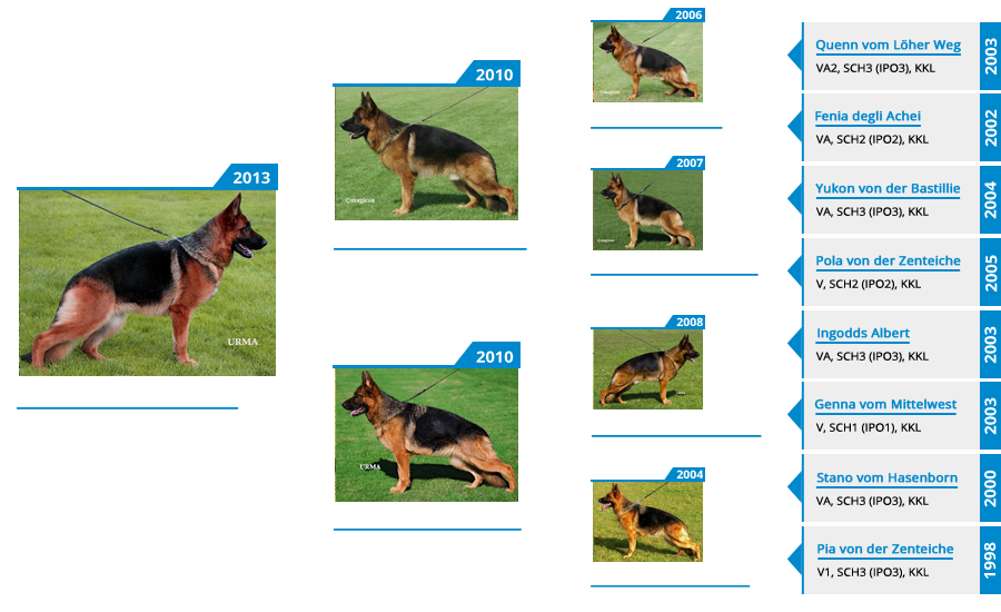 Breeding Females - V Titania vom Mittelwest - Pedigree