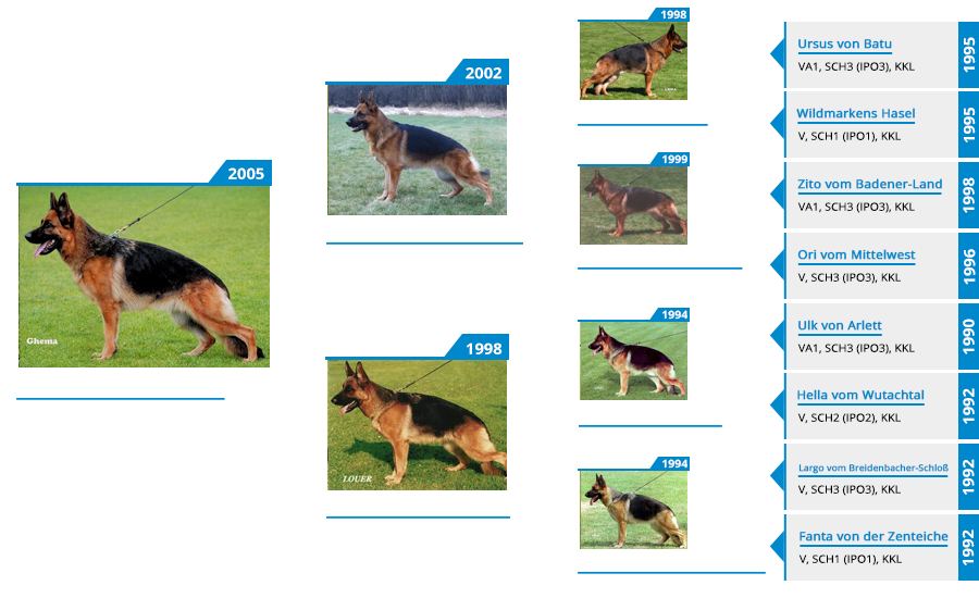 Pedigree For - VA1 Vegas vom Mittelwest - Pedigree