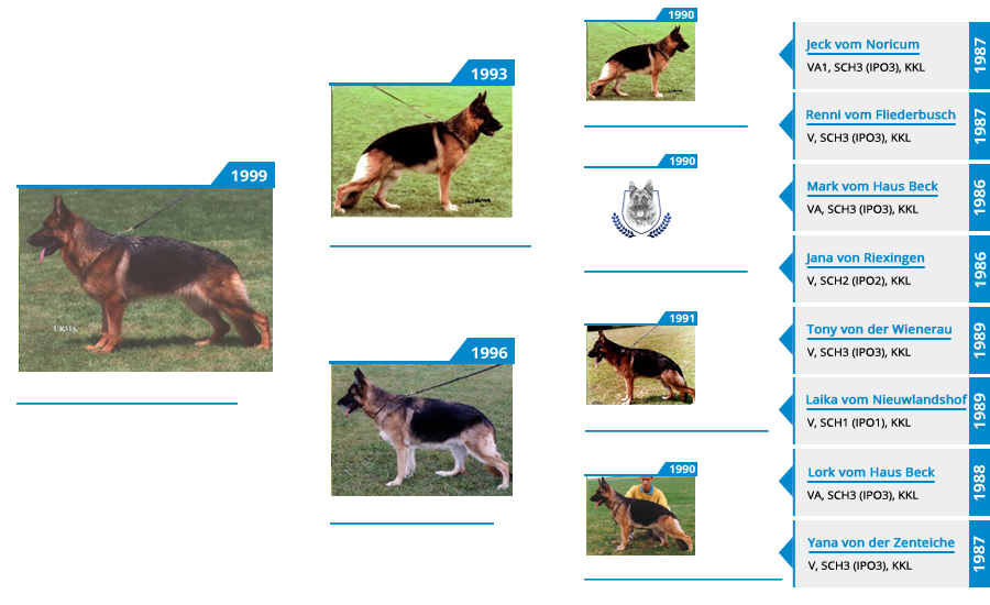 Pedigree For - VA2 Winnie vom Mittelwest - Pedigree