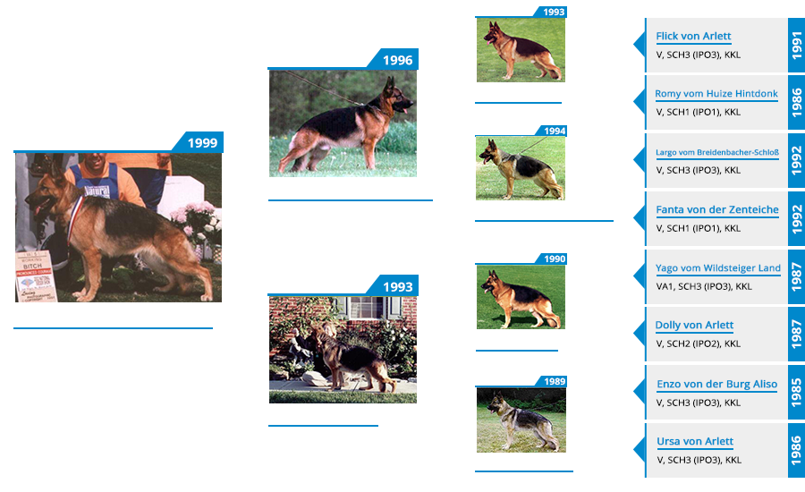 Pedigree For - VA Yahtzee vom Mittelwest II - Pedigree