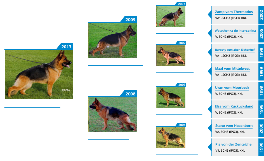 Breeding Females - V Zuma vom Mittelwest - Pedigree