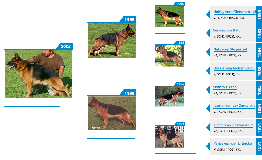 Stud Dog - VA Gusto vom Mittelwest - Pedigree