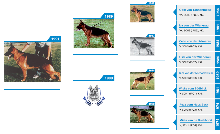 Stud Dog - VA Kimbo von Bisschofsheim - Pedigree