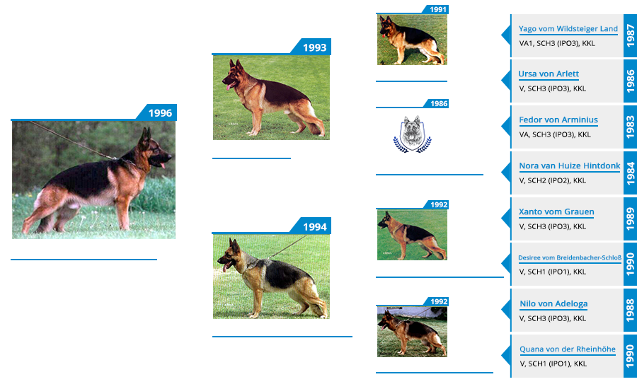 Stud Dog - VA Nero von der Zenteiche - Pedigree