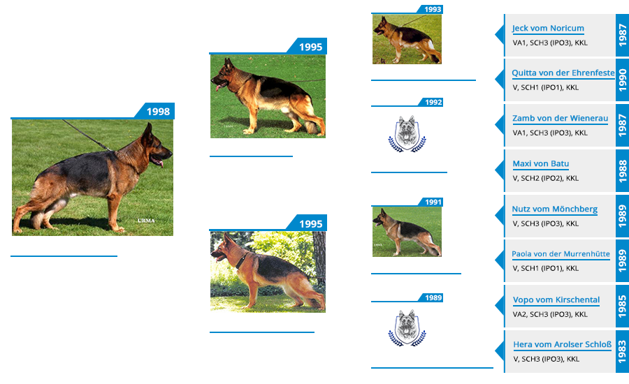 Stud Dog - VA Wildmarkens Tito - Pedigree