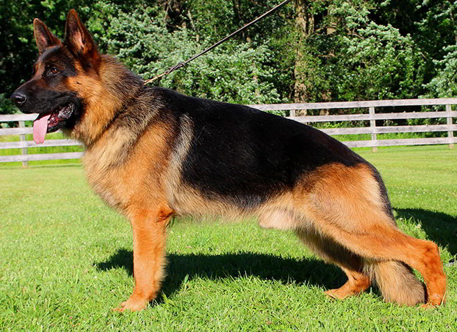 Stud - V1 Djambo vom Winnloh