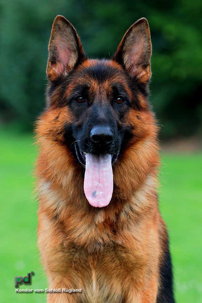 Stud - V Kondor vom Schloss Ruglund