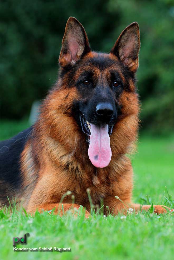 V Kondor vom Schloss Ruglund 2