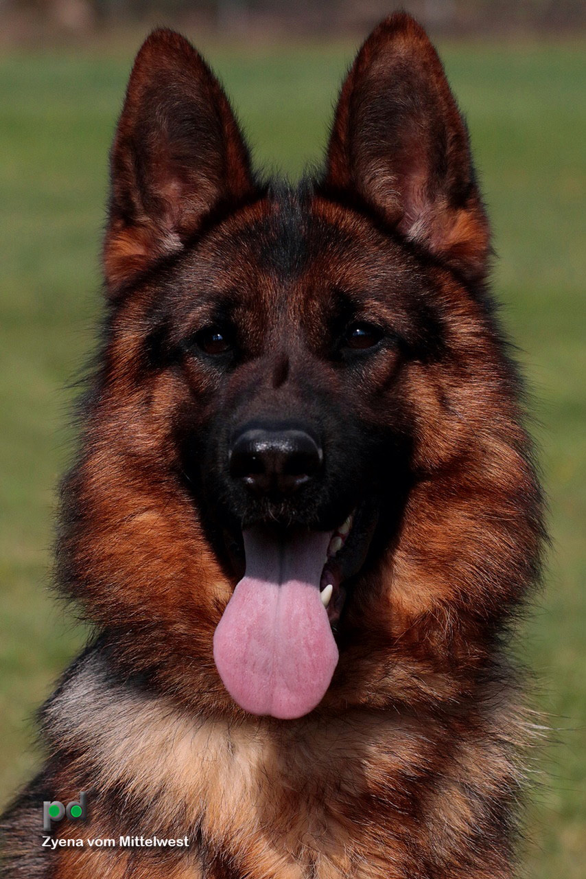 V Zany vom Mittelwest