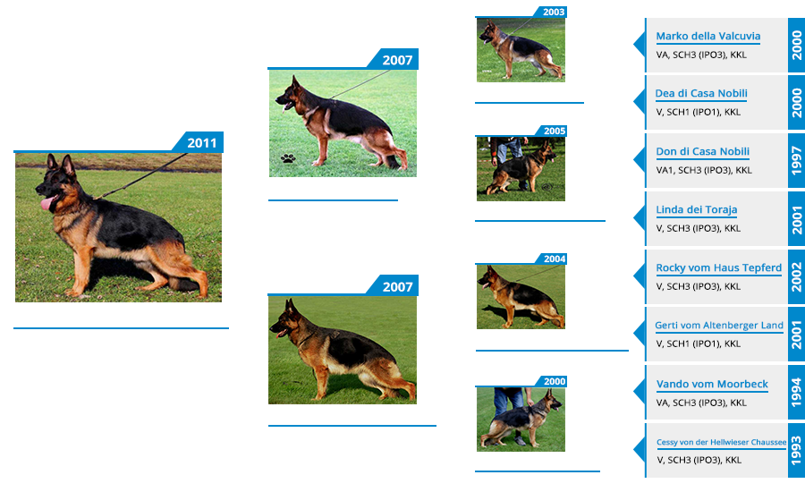 Breeding Females - Hurricane von der Lars-Aue - Pedigree