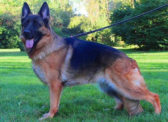 Mittelwest's Breeding Females - V Twitter vom Mittelwest Sch3 (IPO3), KKL