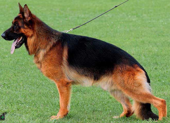 Stud - V Kondor vom Schloss Ruglund