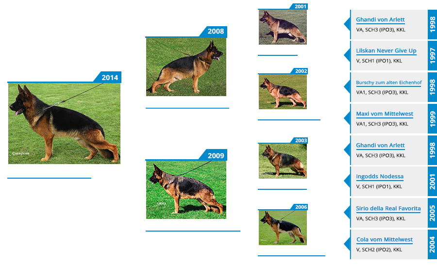 Stud - Obi vom Mittelwest Pedigree