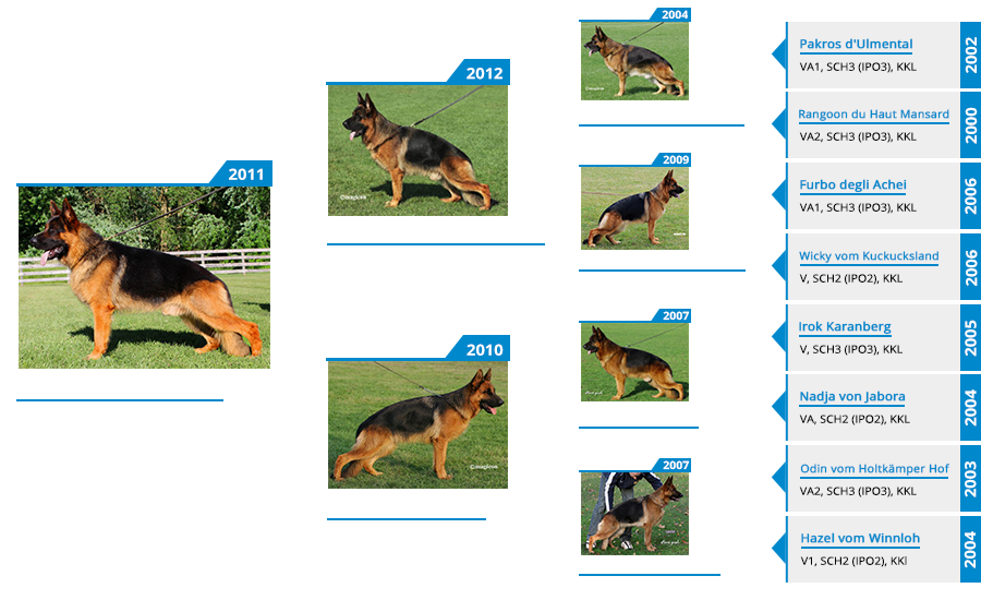 stud-dog-v1-djambo-vom-winnloh-pedigree