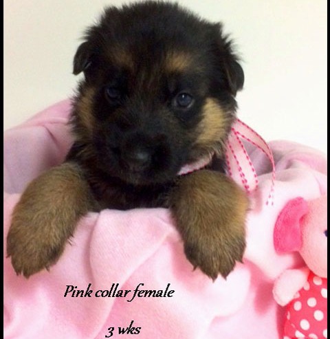 Kuele x Estrella - 3 Weeks Pink Collar Female