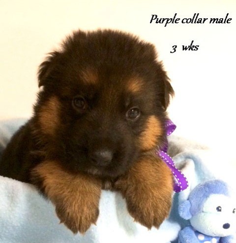 Kuele x Estrella - 3 Weeks Purple Collar Male