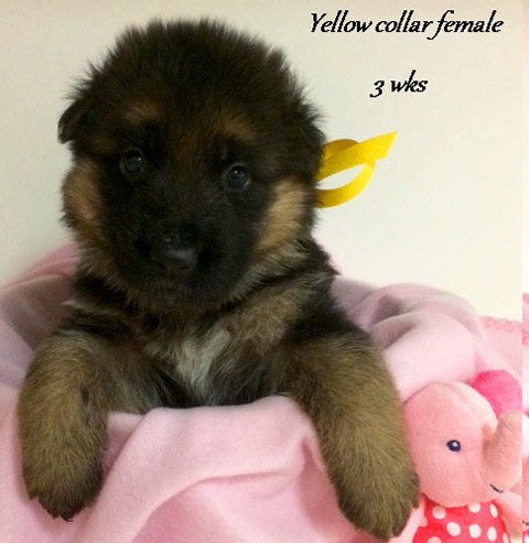 Kuele x Estrella - 3 Weeks Yellow Collar Female