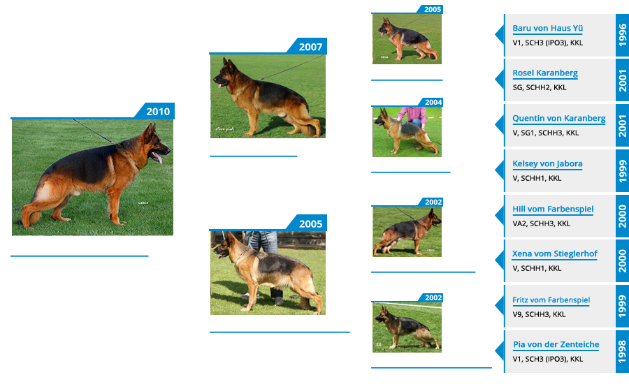 stud-dog-idol-von-der-zenteichet-pedigree