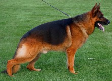 Sire V Idol von der Zenteiche