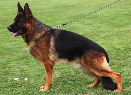 World Class Akc German Shepherd Puppies For Sale From Mittelwest
