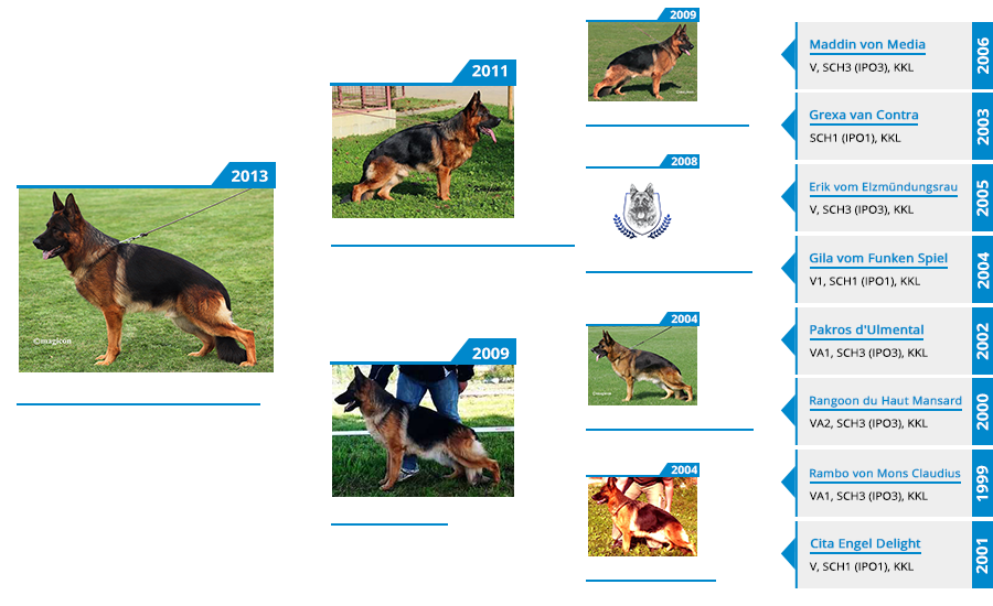 v-solo-vom-panonian-haus-pedigree