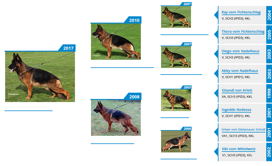 Mittelwest's Breeding Females - V Bing vom Mittelwest Sch2 (IPO2), KKL Pedigree