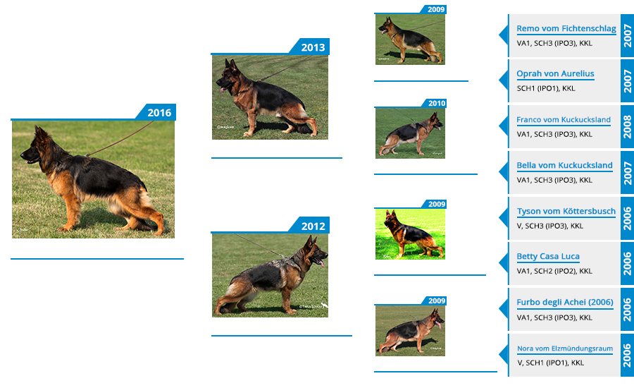 Breeding Females - V Debbie vom Elzmundungsraum Sch1 (IPO1), KKL Pedigree