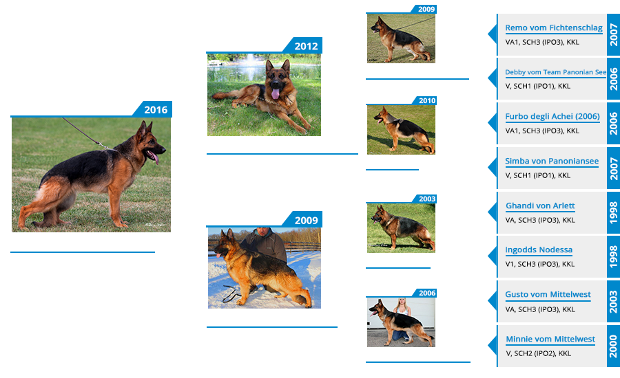 breeding-females-kimba-vom-mittelwest-II-pedigree