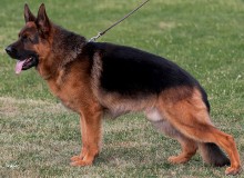 Champion Stud - V Ikon vom Mittelwest Sch3 (IPO3), KKL