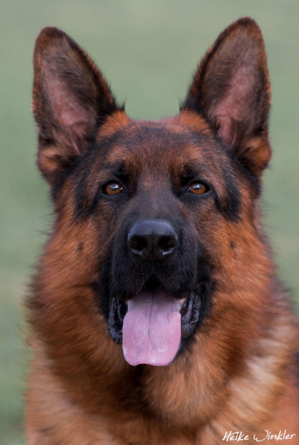 Champion Stud - V Ikon vom Mittelwest Sch3 (IPO3), KKL