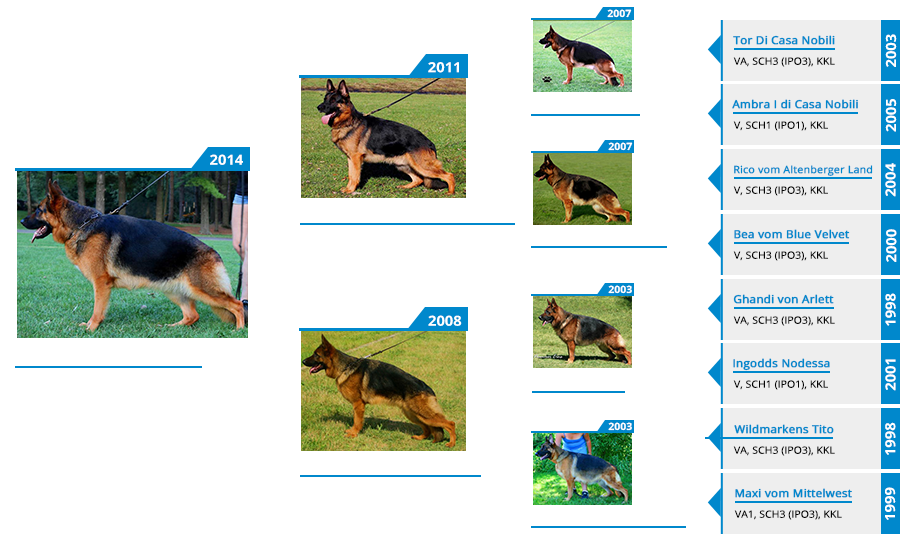 Breeding Females - V Flickr vom Mittelwest Sch1 (IPO1) Pedigree