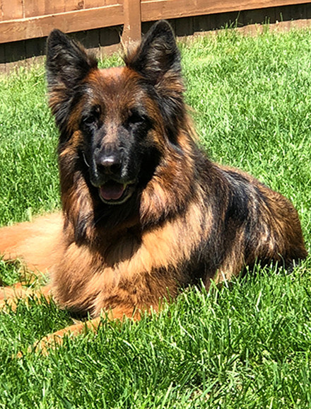 Long Coat Tawny Erin Nagl - 7 Yrs