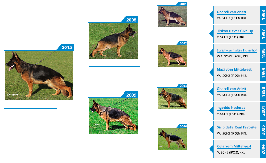 breeding-females-jolie-vom -mittelwest-pedigree