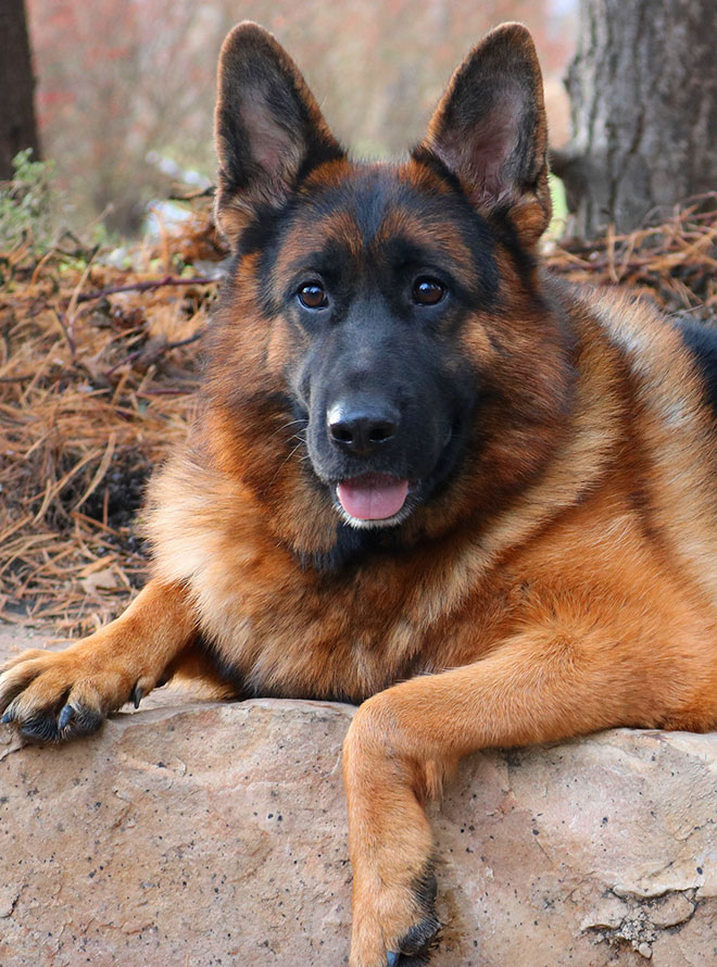 Mittelwest Breeding Female - Lizzy vom Mittelwest