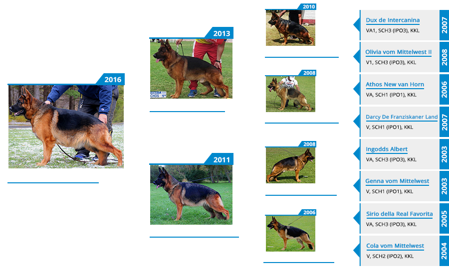 Breeding Female - Lizzy vom Mittelwest Sch1 KKL Pedigree