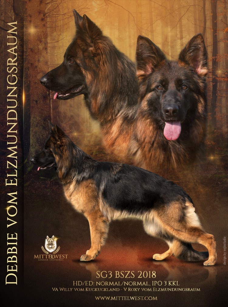 SG3 2018 BSZS Debbie vom Elzmundungsraum Sch2 (IPO2), KKL (Long coat)